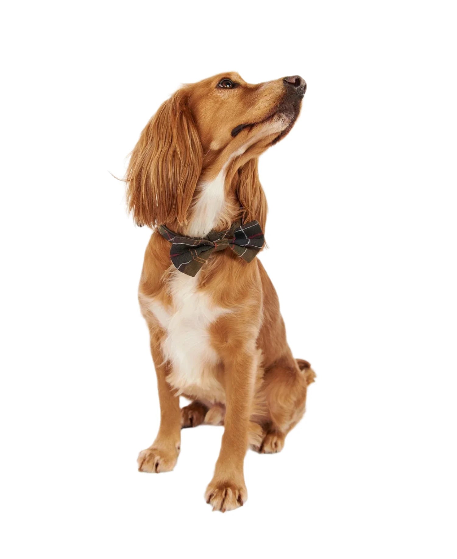 Noeud papillon pour chien